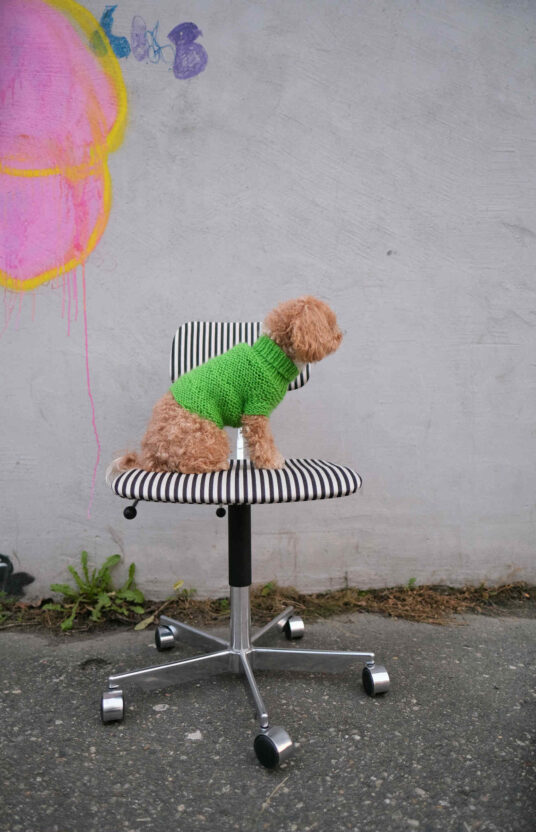 Knitted sweater for women pattern for knitting for dogs. Wool sweater dog knitted