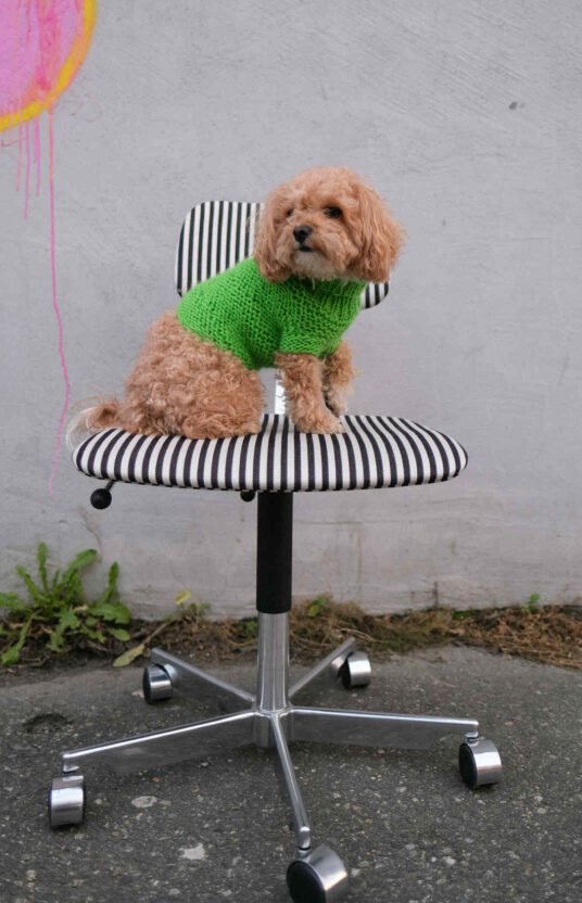 Knitted sweater for women pattern for knitting for dogs. Wool sweater dog knitted