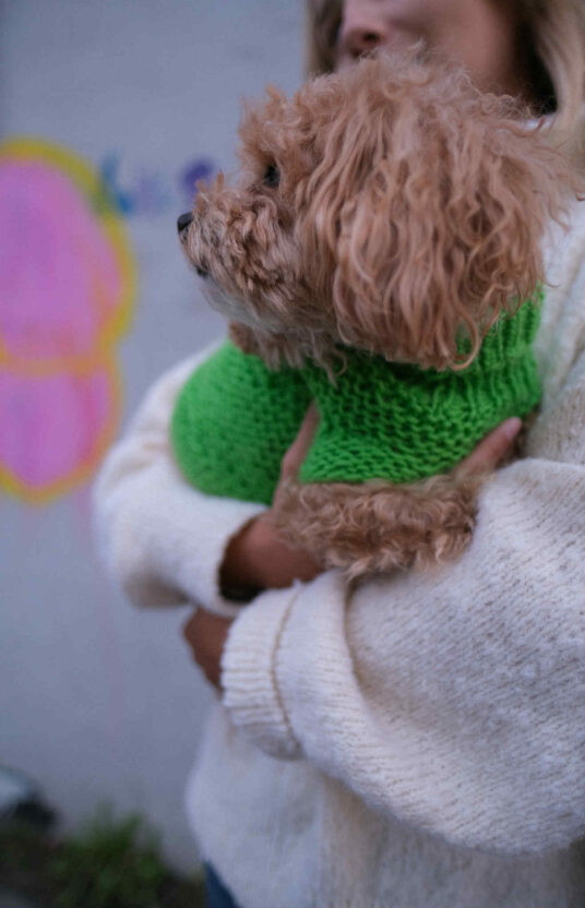 Knitted sweater for women pattern for knitting for dogs. Wool sweater dog knitted