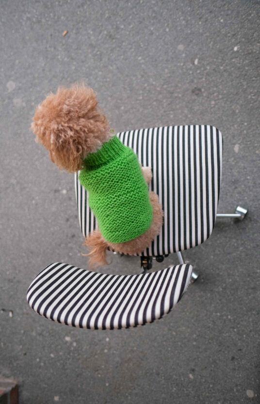 Knitted sweater for dog pattern for knitting for dog. Wool sweater dog knitted