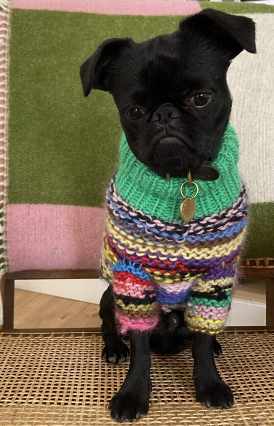 Knitted sweater for dog pattern for knitting for dog. Wool sweater dog knitted