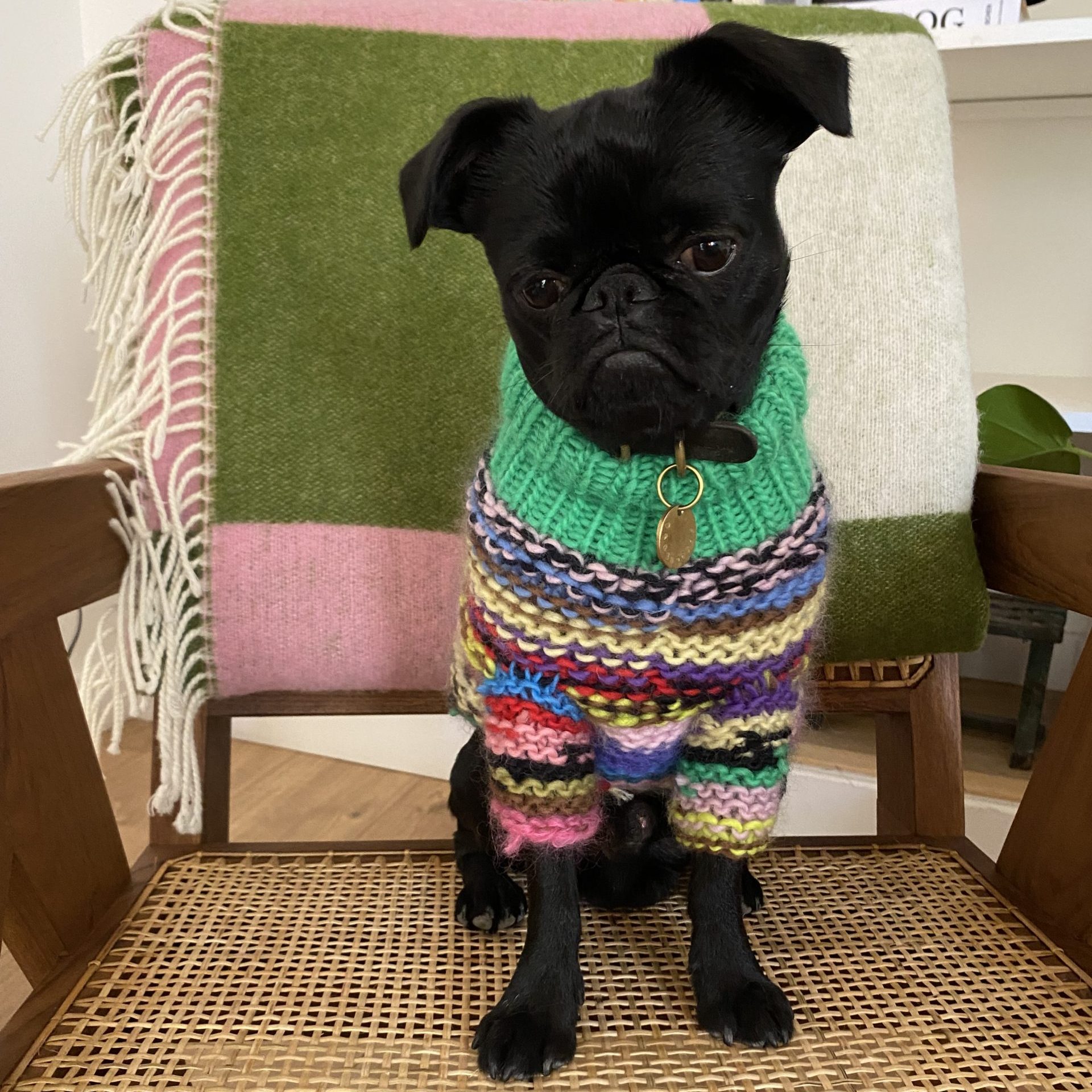 Dog sweater knit pattern Charlotte - HipKnitShop Knitted sweater for dog pattern for knitting for dog. Wool sweater dog knitted