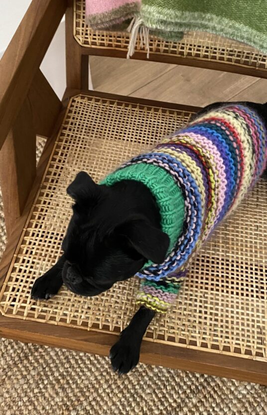 Dog sweater knitting pattern