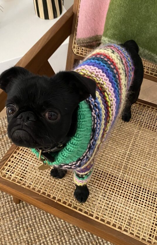 Sweater for dog pattern