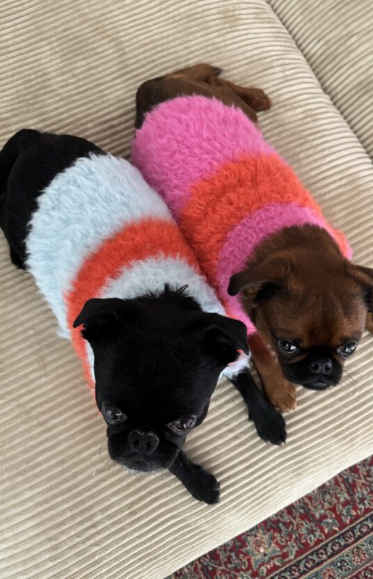 Knitted sweater for dog in many sizes. Knitting pattern dog pet dog sweater knitted pattern and yarn. Winter sweater dog