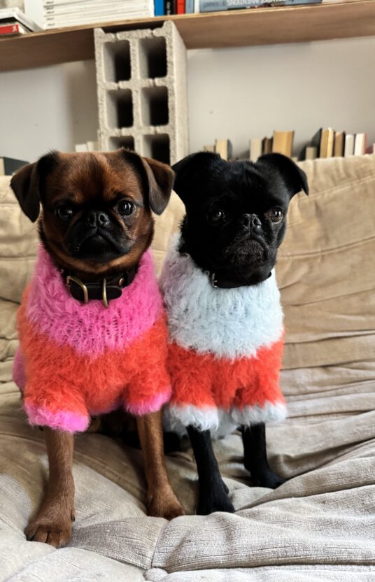 Knitted sweater for dog in many sizes. Knitting pattern dog pet dog sweater knitted pattern and yarn. Winter sweater dog