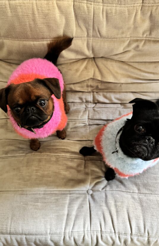 Knitted sweater for dog in many sizes. Knitting pattern dog pet dog sweater knitted pattern and yarn. Winter sweater dog